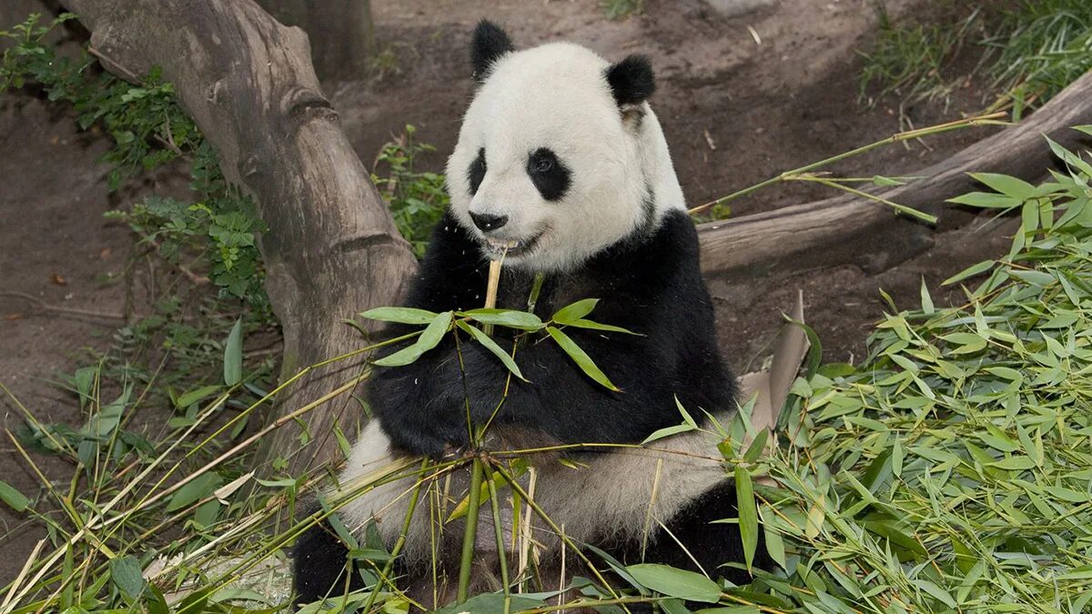 Где живет панда на каком. Панда Живая. Панда мини Живая. Декоративная Панда Живая. Домашняя Живая Панда.