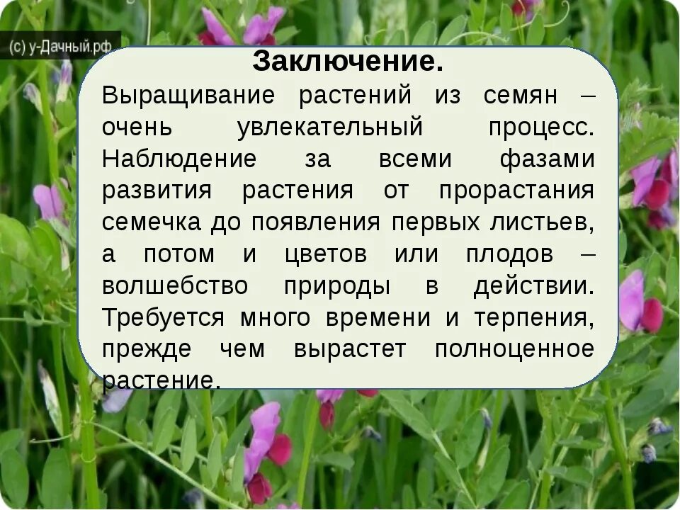 Трава выросла глаголы. Проект по выращиванию растений. Проект выращивание растений. Выводы проекта по выращиванию растений. Вывод на тему выращивание фасоли.