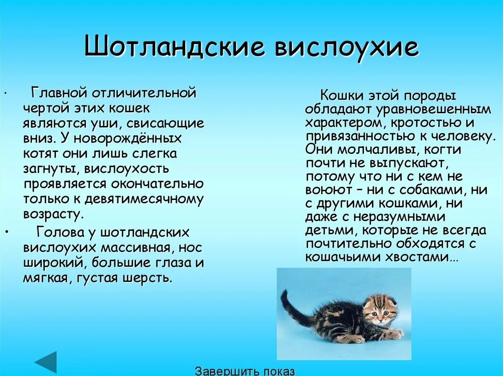 Чем кормить шотландского вислоухого котенка. Чем кормить шотландских котят в 1 месяц. Чем кормить шотландского вислоухого котенка в 2 месяца. Чем кормить шотландского котенка 1.5. 9 качеств кошки