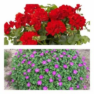 Чем отличается пеларгония