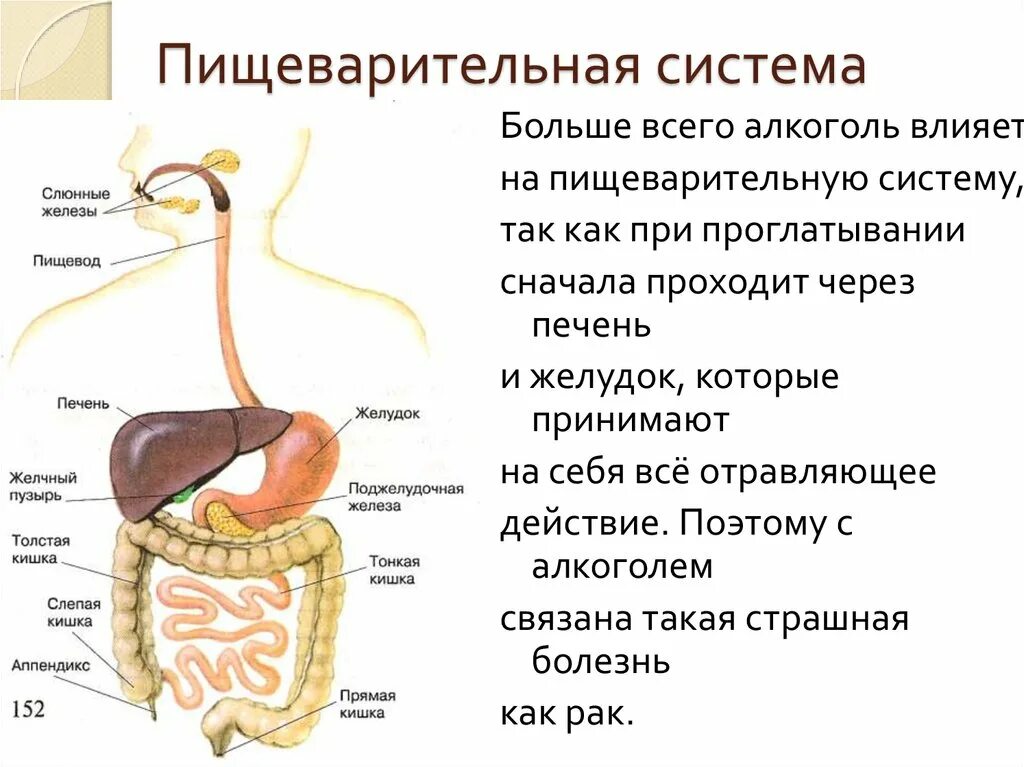 Органы и пищеварительные железы пищеварительного тракта. Системы органов человека пищеварительная система. Пищеварительная система человека переваривание. Органы пищеварительной системы человека и их функции и строение. Описание процессов пищеварения