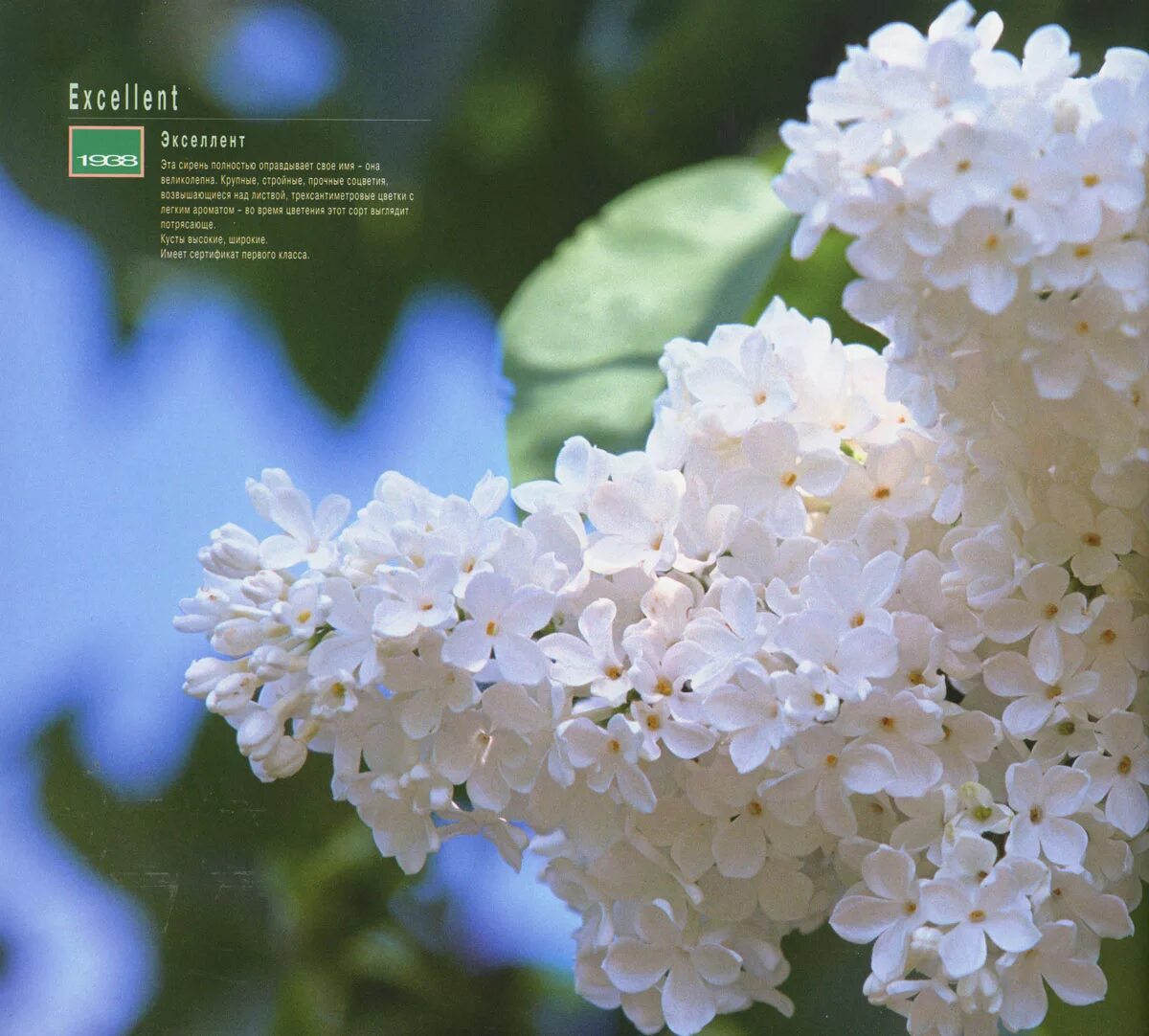 лучшие белые сирени. сирень белая куст. цветущая белая сирень. сирень белая низкорослая. белая сирень ашкенази.