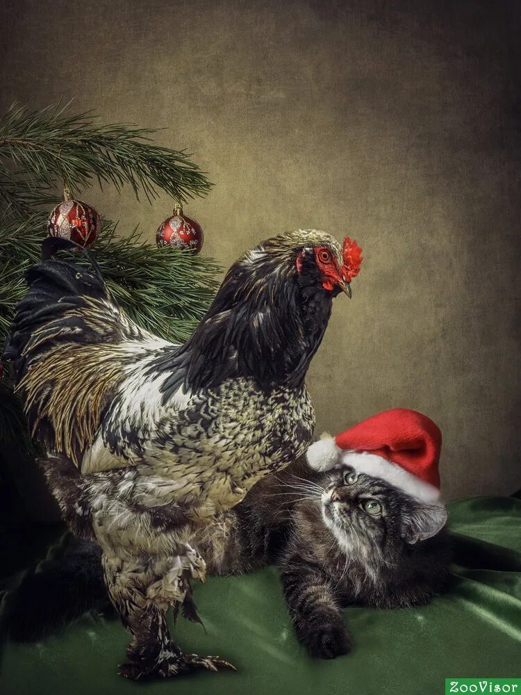 год петуха кота. год петуха кота. год петуха кота. курица арт. коты и куры.