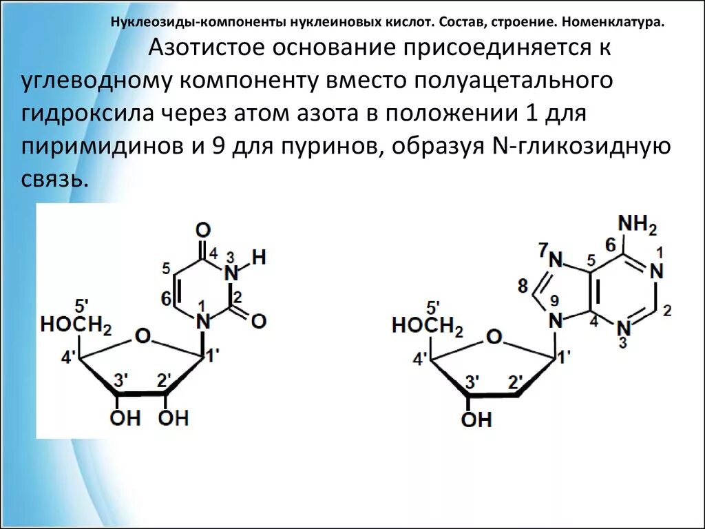 Элементы состава нуклеиновых кислот. Нуклеозиды ДНК строение номенклатура. Состав нуклеозида нуклеиновых кислот:. Нуклеиновое основание дезоксигуанозина. Номенклатура нуклеотидов нуклеозидов азотистых.