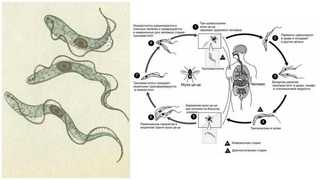 Цикл развития родезийской трипаносомы. Жизненный цикл возбудителя африканского трипаносомоза. Цикл развития африканского трипаносомоза. Жизненный цикл трипаносомы гамбийской. Основной хозяин муха цеце основной хозяин человек