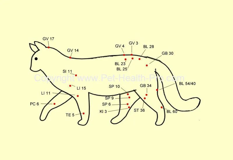 Точка обитатель. Акупунктурные точки кошек. Акупунктура собак атлас. Акупунктура для кошек точки. Акупунктурные точки у собак схема.