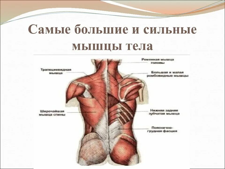 Какие мышцы самые. Самые стильные мышцы в организме человека. Самая сильная мышца человеческого тела. Самая сильная мышца в организме человека. Самые большие мышцы в теле человека.