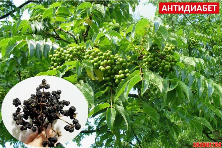 Амурский бархат ягода и их применение. Амурский бархат ягоды. эндемик амурский бархат. бархат амурский ареал. амурский бархат ягода дерево.