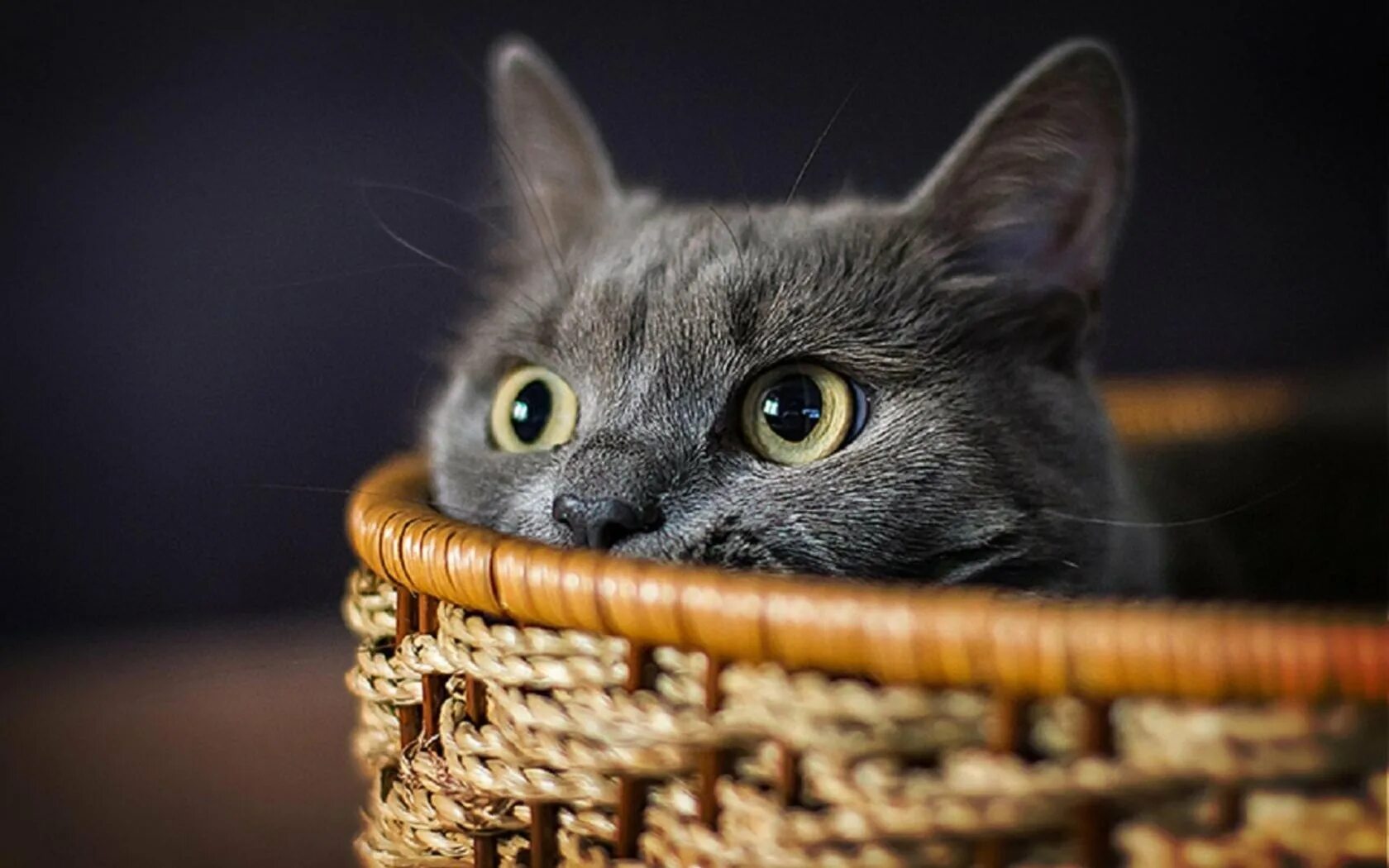 Кот на заставку