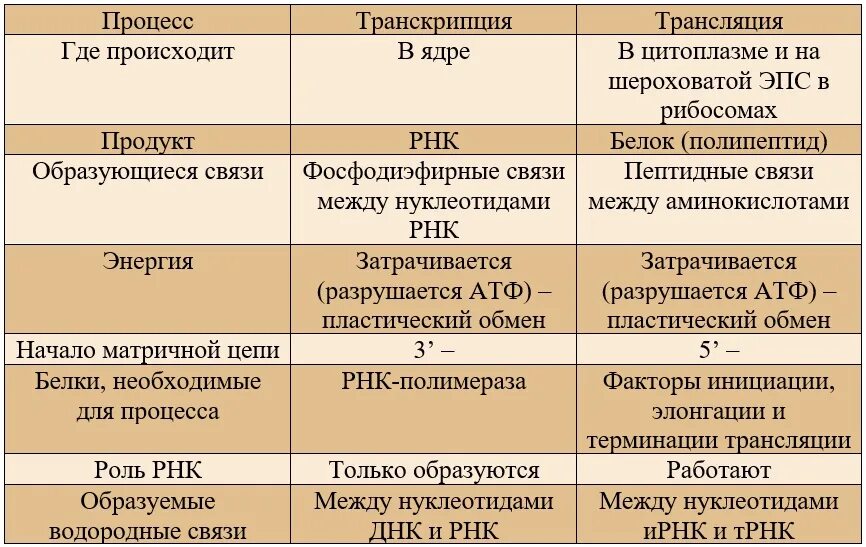 Последовательность транскрипции трансляции. Сравнение транскрипции и трансляции. Транскрипция и трансляция таблица. Сравнение процессов транскрипции и трансляции. Сравнение процессов транскрипции и трансляции таблица.