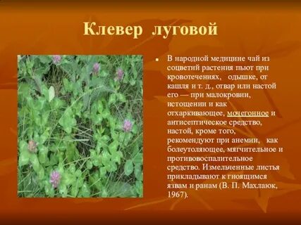 Чем полезен клевер луговой