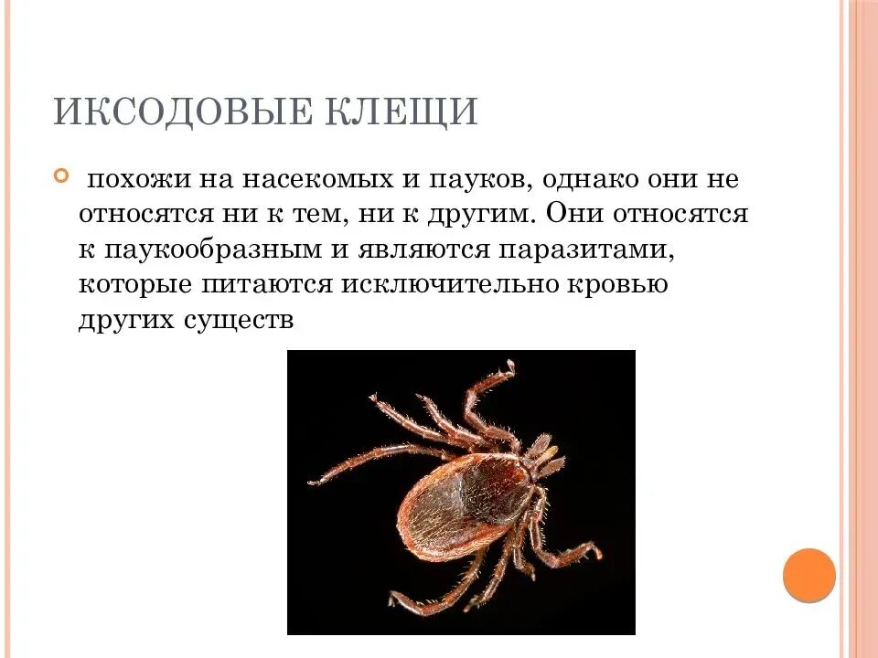 Иксодовые клещи заболевание. Семейство иксодовые клещи (Ixodidae). Паукообразные иксодовый клещ. Иксодовые клещи переносчики инфекции. Иксодовые клещи профилактика.