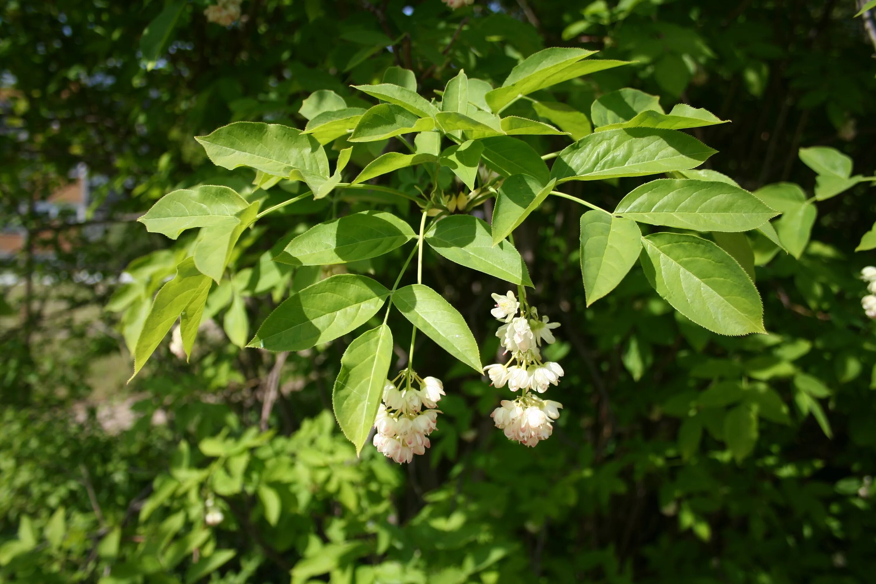 Клекачка перистая. Клекачка перистая Staphylea pinnata. Клекачка стафилея Колхидская. Клекачка ДЖОНДЖОЛИ.