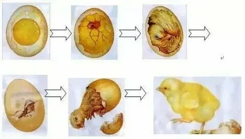 Стадии зародыша курицы