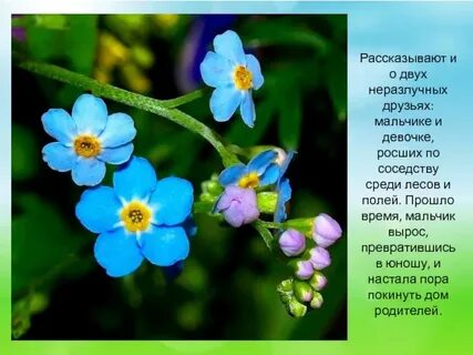 Незабудка одна минутка