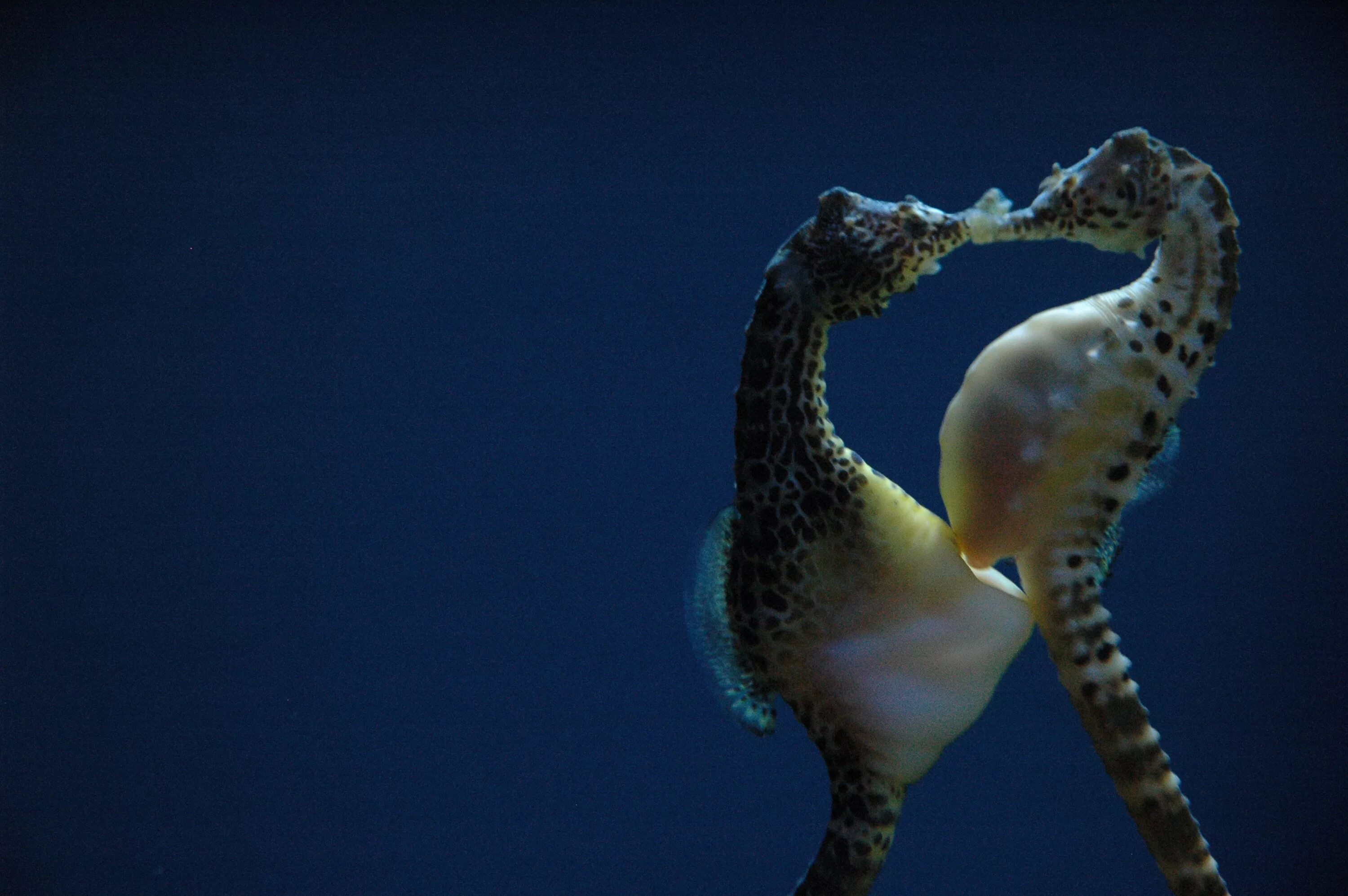 Hippocampus guttulatus. Морской конек. Морской конек самый красивый. Морской конек с детенышами.