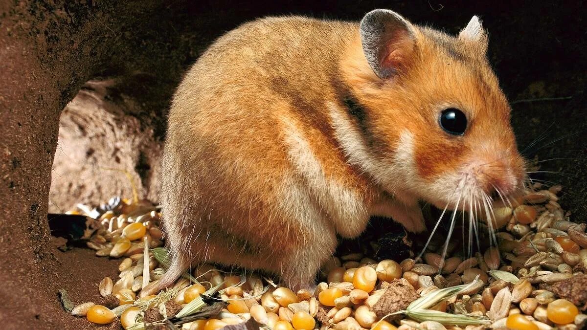 Даурский хомячок (Cricetulus Barabensis). Хомяк сирийский. Golden Syrian Hamsters. Хомяк Эверсман. Хомяк какая природная зона