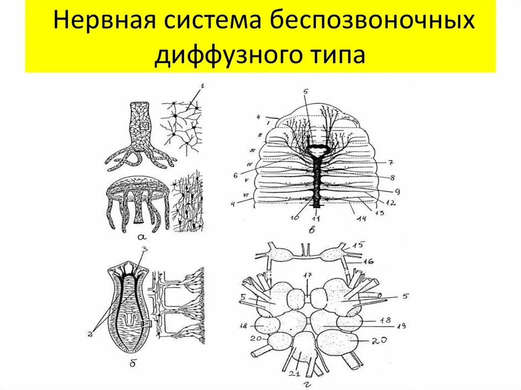 Типы нервной системы беспозвоночных животных. Типы нервной системы беспозвоночных таблица. нервная система беспозвоночных. нервная система беспозвоночных животных. нервная система диффузного типа.