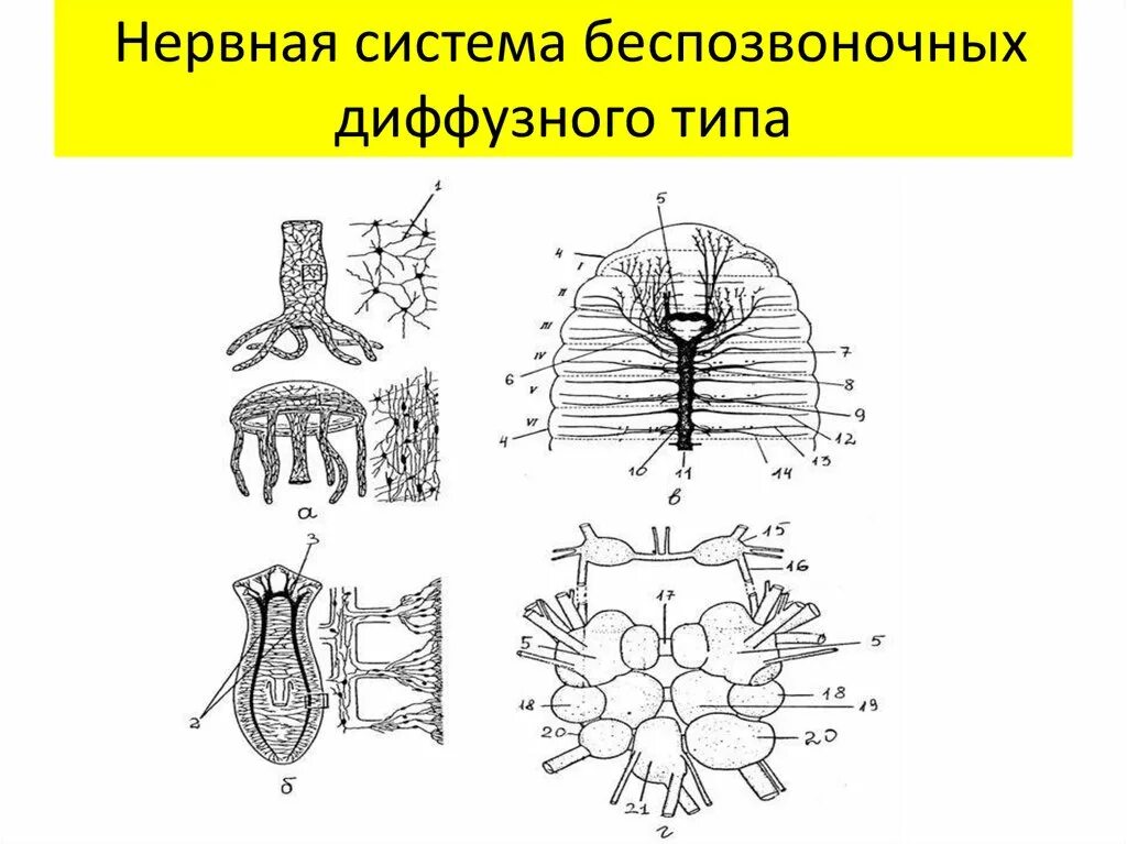 Типы нервной системы беспозвоночных таблица. Нервная система беспозвоночных. Нервная система беспозвоночных животных. Нервная система диффузного типа. У каких беспозвоночных животных нервная система образована