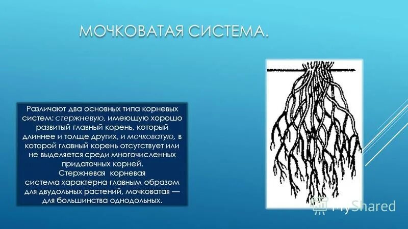 Растений имеют мочковатую корневую систему. Мочковатая система состоит из. Мочковатая корневая система у однодольных. Стержневая и мочковатая система.