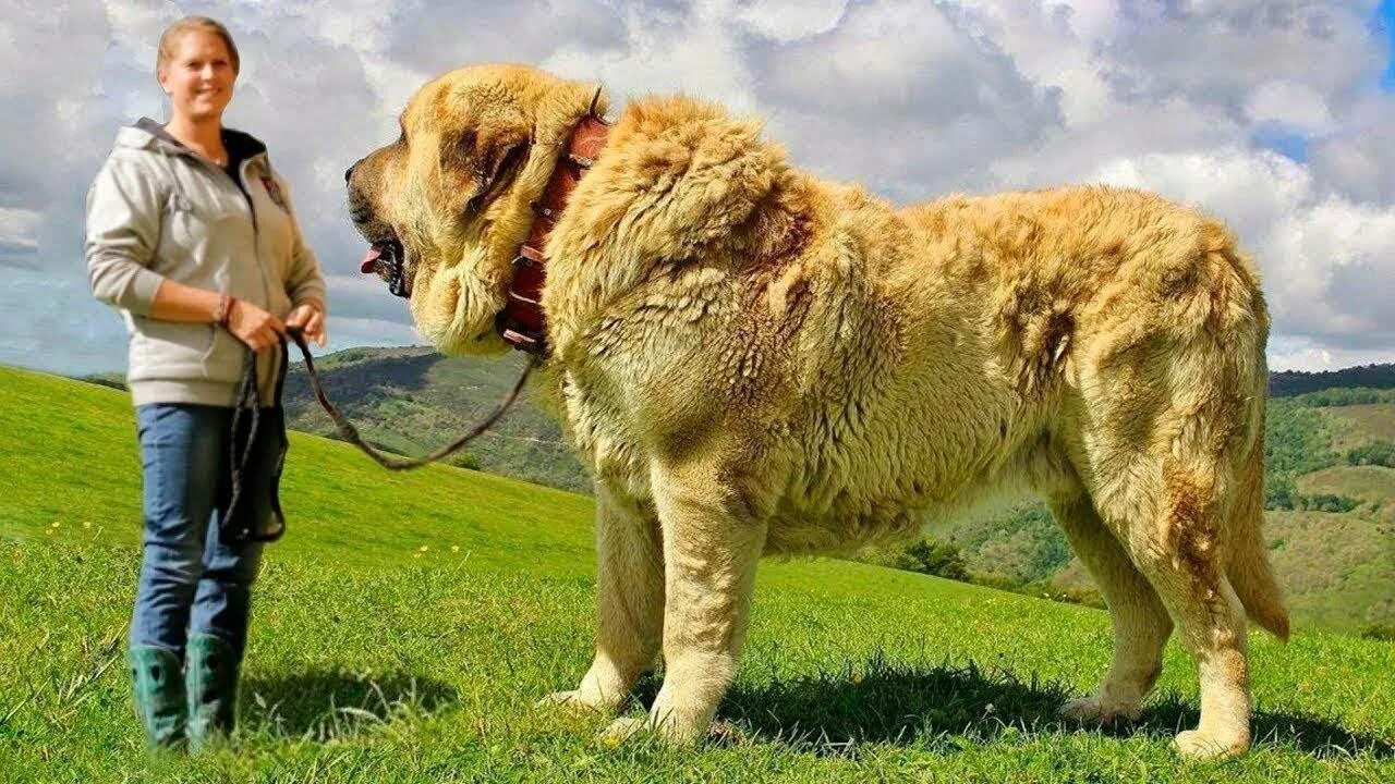Список больших собак. Тибетский мастиф и Сенбернар. Порода кангал. Тибетский кангал. Кангал и тибетский мастиф.