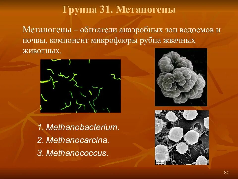 Бактерии выделяют метан. Архебактерии метаногены. Археи метаногены. Метанообразующие археи. Археи и бактерии.