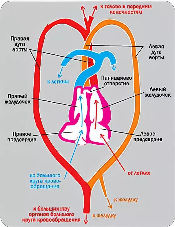 Почему кровь не смешивается. Кровеносная система крокодила схема. Сердце крокодила строение. Строение кровеносной системы крокодила. Схема строения сердца крокодила.