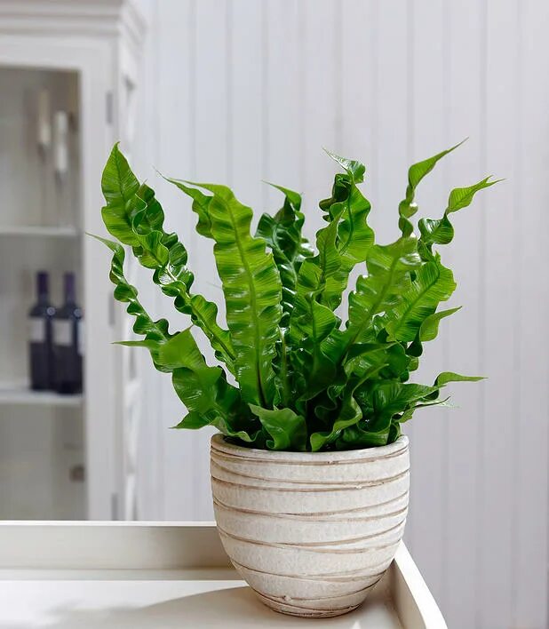 Асплениум crispy wave. Асплениум криспи. Асплениум криспи вейв. Асплениум криспи вейв. Папоротник асплениум нидус.