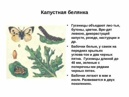 Тип развития капустной белянки