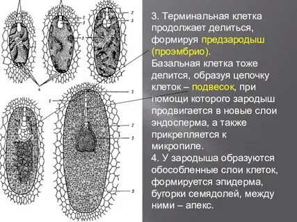 Зародыш состоит из слоев клеток