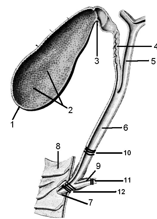 Описание желчного пузыря. Желчный пузырь и желчные протоки анатомия. Желчный пузырь атлас. Пузырный проток желчного пузыря. Топография желчного пузыря.
