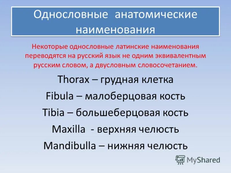 Анатомические термины на латыни. Структура анатомического термина в латинском языке. Анатомические термины. Структура анатомического термина в латинском языке. Структура анатомического термина в латинском языке.