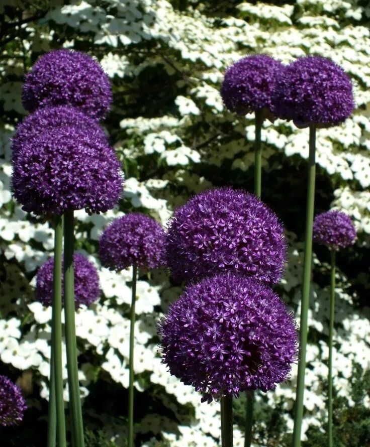 Allium 'Gladiator' Лук helga.ee