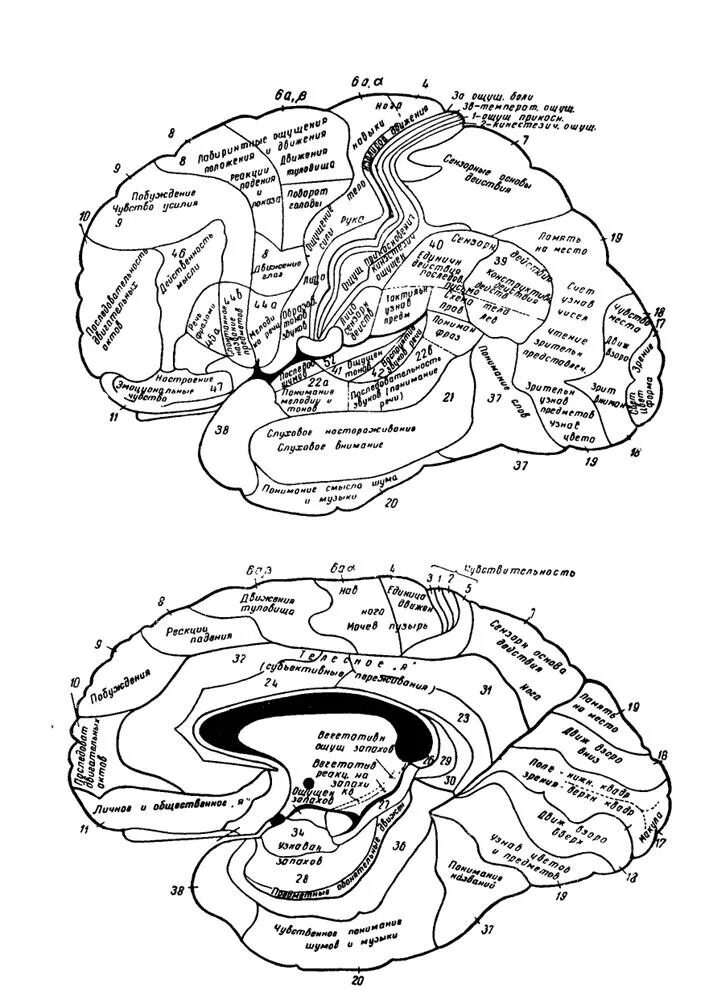 Локализационная карта Клейста. Лурия карта мозга. К Клейст локализационная карта мозга. Локализация высших психических функций в коре головного мозга. Локализация психических функций в мозге