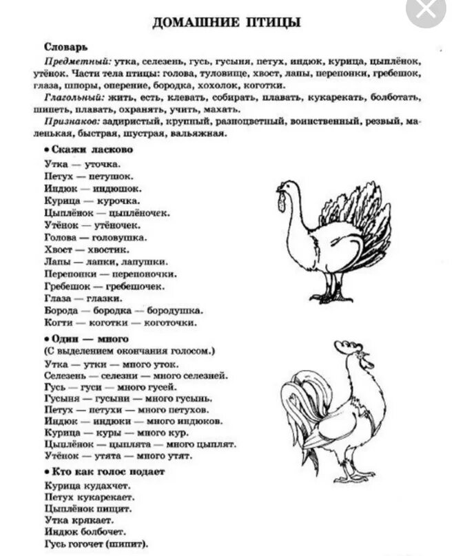 Домашние птицы задания логопеда для дошкольников. Лексическая тема домашние птицы задания для дошкольников. Логопедическое домашнее задание домашние птицы. Домашние птицы задание логопеда. Лексика домашние задания