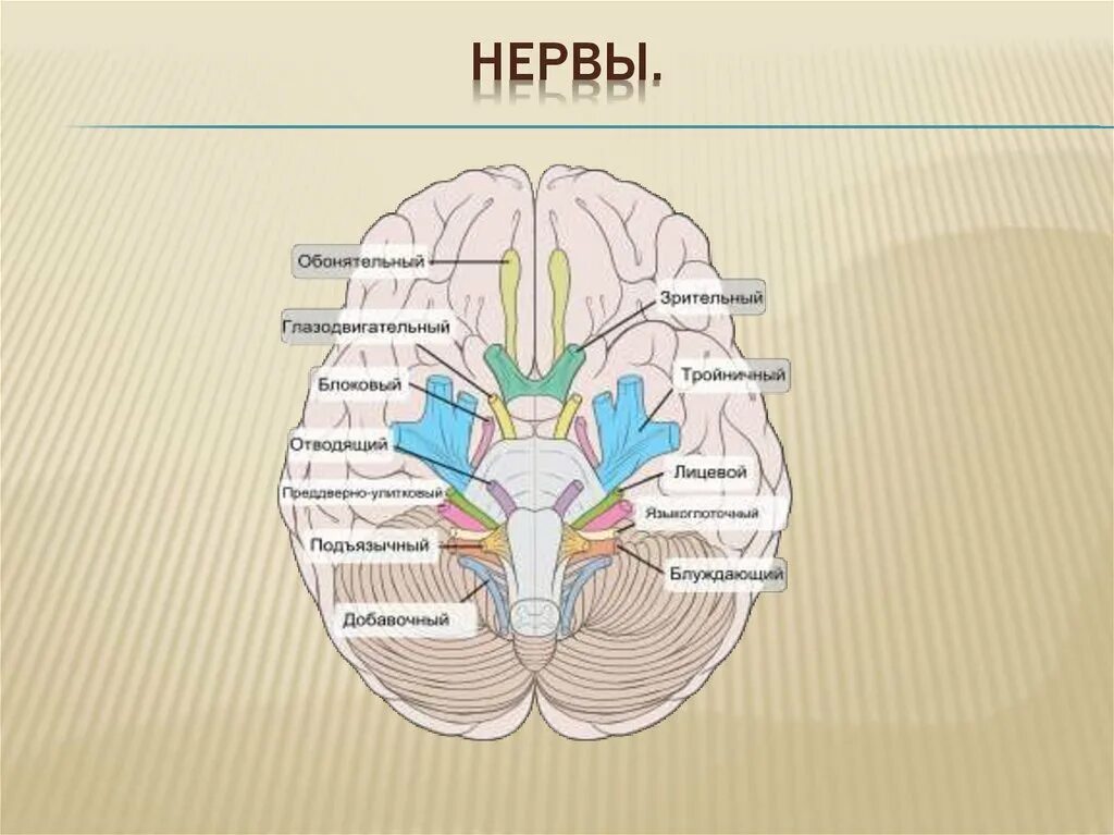 Черепные нервы моста. Варолиев мост нервы. Ядра лицевого нерва варолиев мост. Черепные нервы варолиева моста. Варо́лиев мост.