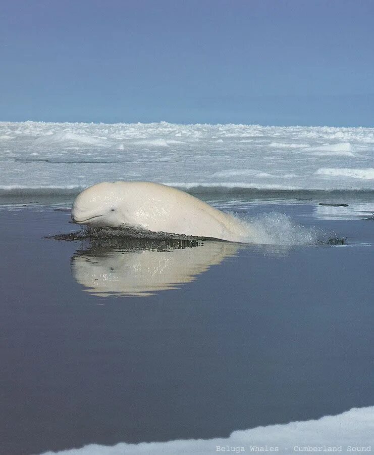 На льдах какого залива обитают белые. Кашалот Белуха. Нарвал и Белуха. Нарвал альбинос. Белуха (млекопитающее).