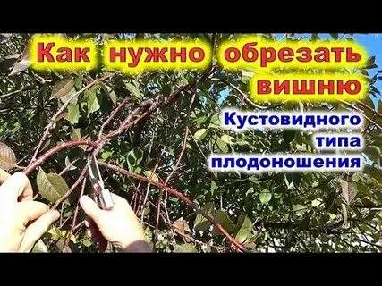 Как обрезать вишню видео