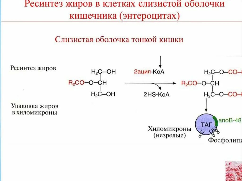 Синтез жиров в кишечнике. Ресинтез триацилглицеролов в клетках слизистой кишечника. Ресинтез жиров образование хиломикронов. Ресинтез жиров в слизистой оболочке тонкого кишечника. Ресинтез глицерофосфолипидов реакция биохимия.