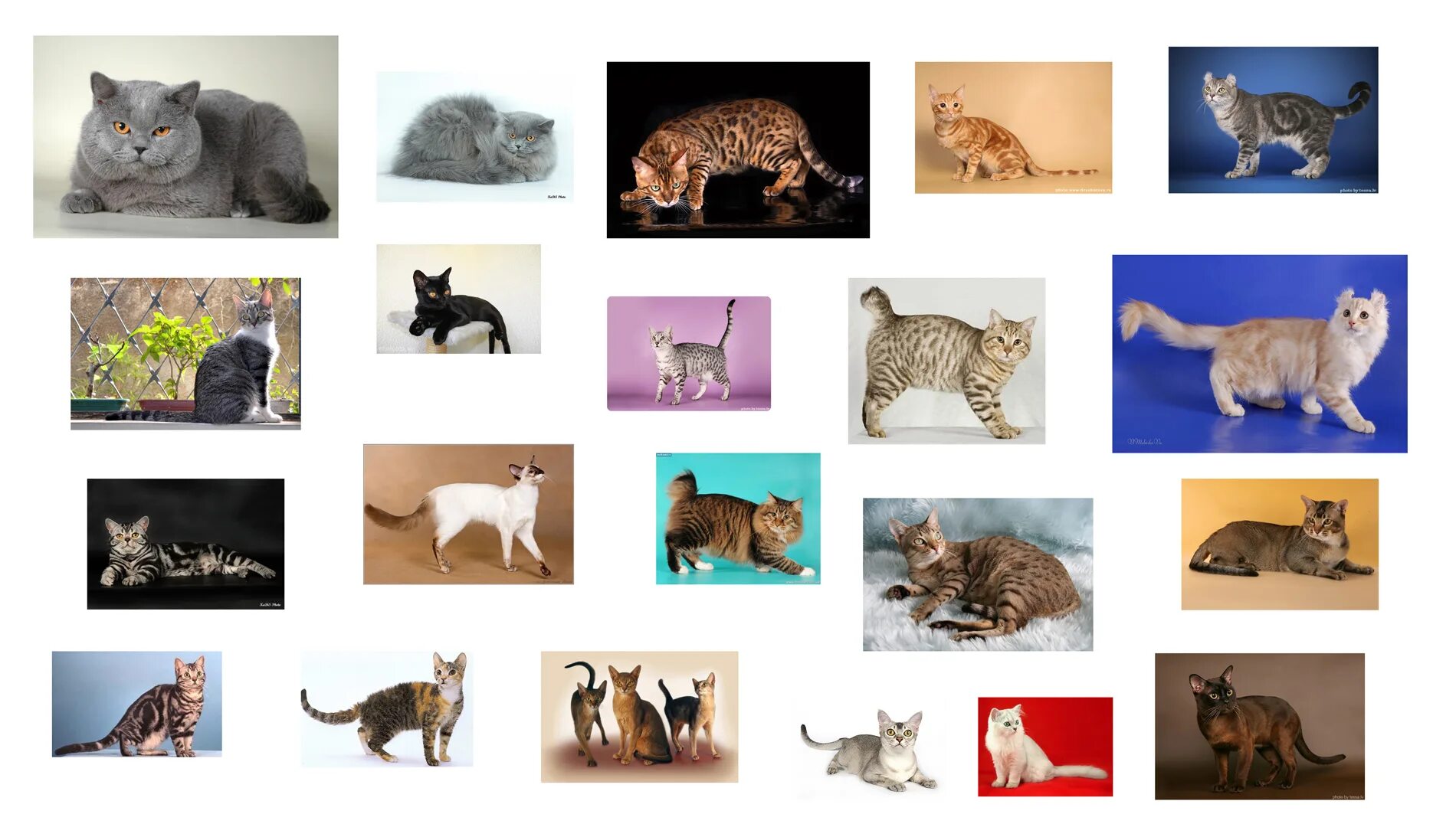 Cat Breeds Feline Panel Cotton Quilting Fabric 60cm x 110cm Elizabeth's Studio e