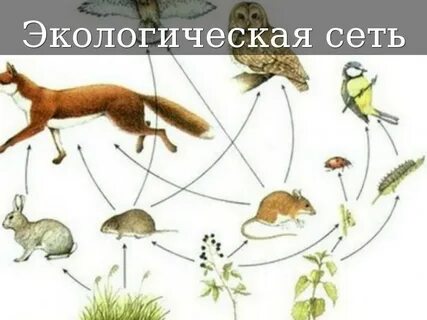 Экологическая сеть область