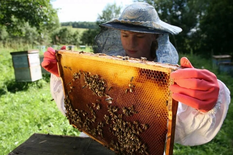 Пчелы в улье. Пчелы пасека. Пчела и пчеловод. Пчелы и мед.