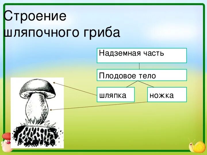 Грибы части шляпочного гриба. Надземная часть шляпочного гриба. Строение гриба мицелий плодовое тело ножка шляпка. Строение шляпочного гриба. В шляпке гриба образуются