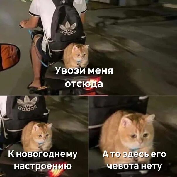Матерь котья. Котий. матерь котья мем. котий канал.