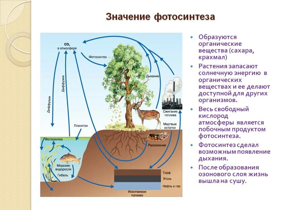 Роль фотосинтеза в жизни растений. Важность фотосинтеза. Роль фотосинтеза в природе. Роль фотосинтеза для живых организмов. Схема фотосинтеза в природе