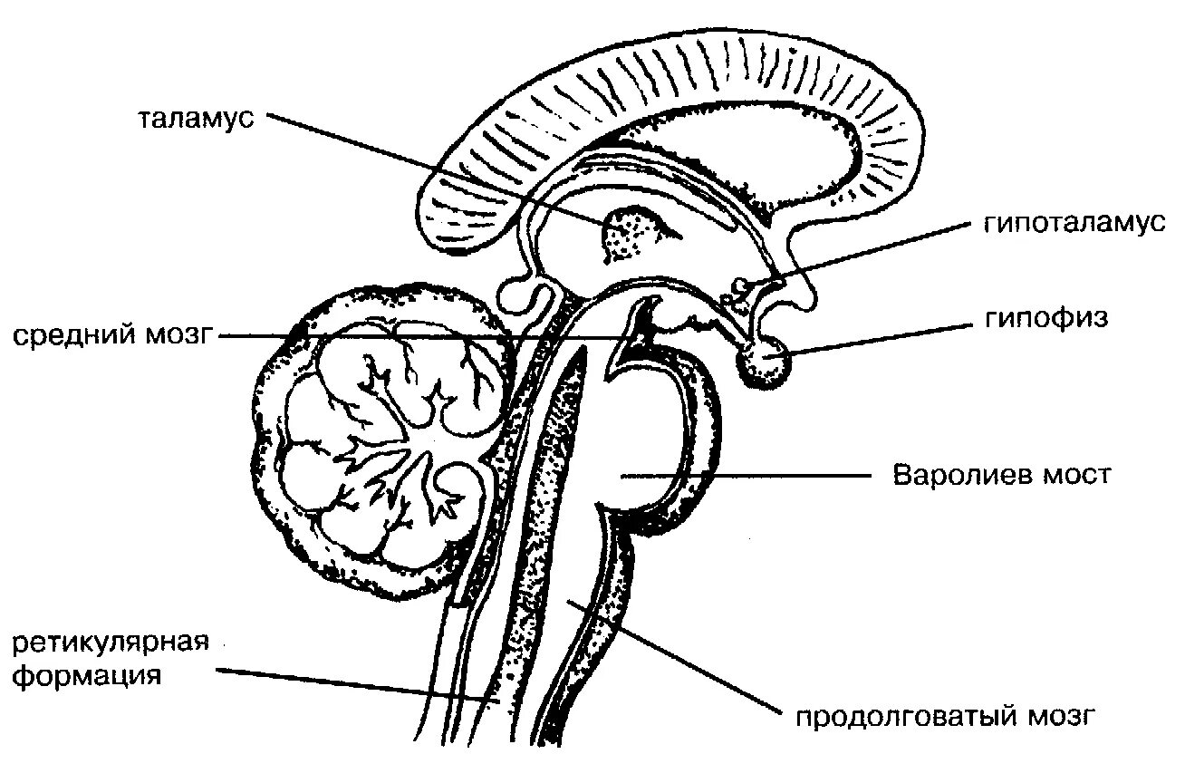 Средний и промежуточный мозг строение. Схема строения промежуточного мозга. Промежуточный мозг строение. Структуры промежуточного мозга схема. Промежуточный мозг строение рисунок.