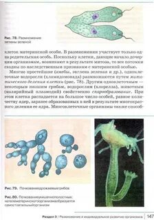 Биология 9 класс учебник сонин