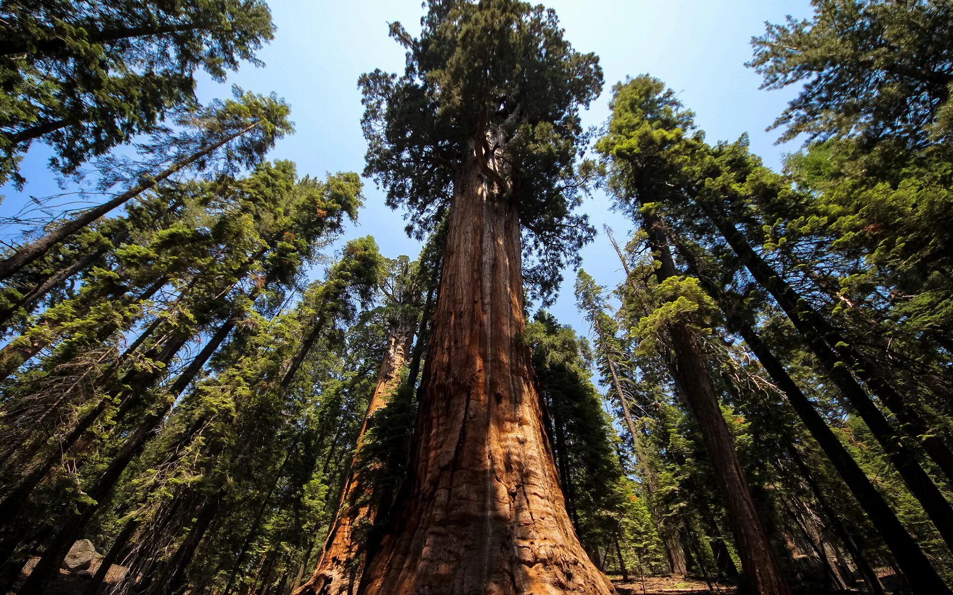 Где растет секвойя на каком. Секвойя дерево. Секвойя вечнозелёная (Sequoia sempervirens). Дерево Гиперион Редвуд. Секвойя дерево Гиперион.
