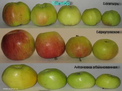 Яблоня беркутовская описание сорта фото отзывы