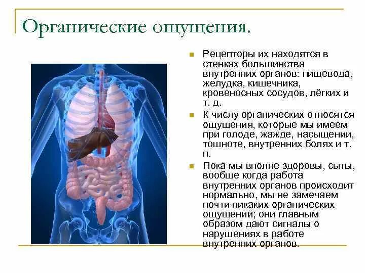 Органические ощущения. Органические ощущения в психологии. Характеристика органических ощущений. Рецепторы во внутренних органах ощущения. 0 ощущается